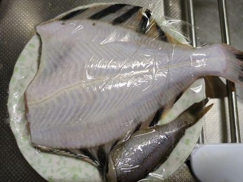 カワガレイの釣果
