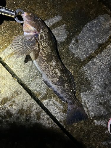 アイナメの釣果