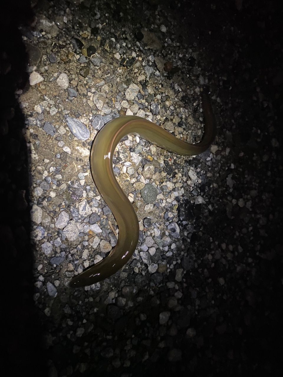 ウナギ