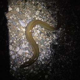 ウナギ