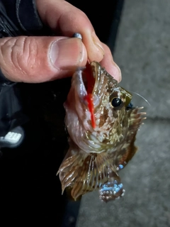 アラカブの釣果