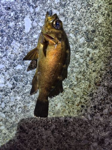 メバルの釣果
