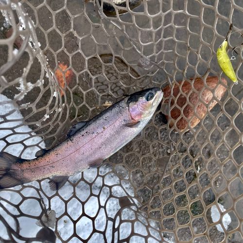 ニジマスの釣果