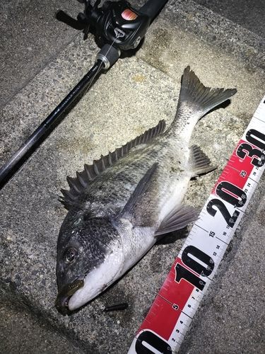 チヌの釣果