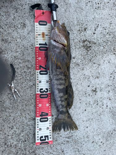 アイナメの釣果