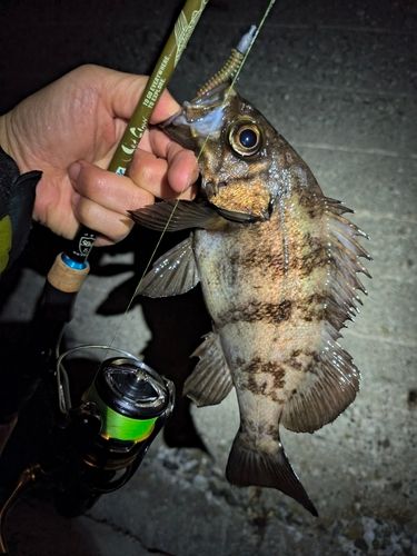 メバルの釣果