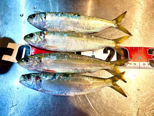 カタボシイワシの釣果