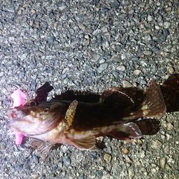 カサゴ