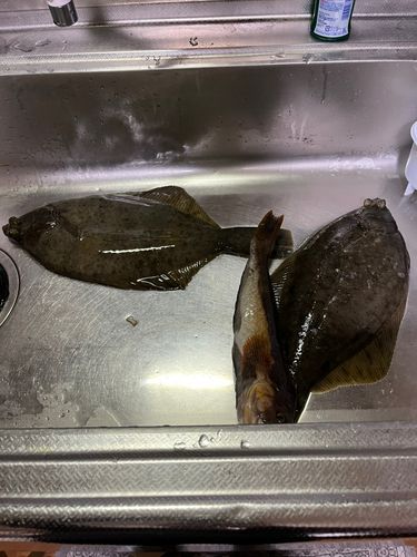 マコガレイの釣果