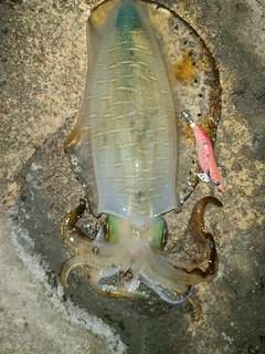 アオリイカの釣果