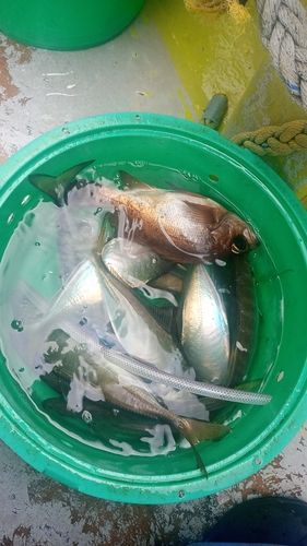 マアジの釣果