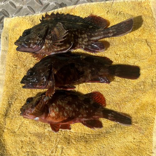カサゴの釣果