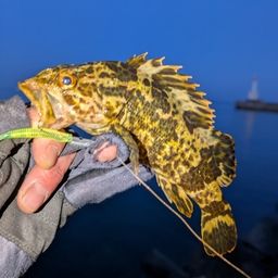 タケノコメバル