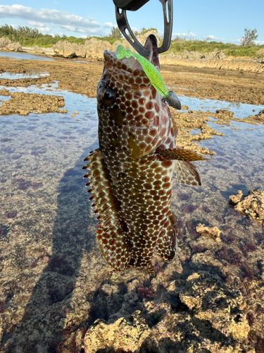 イシガキハタの釣果