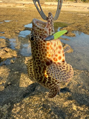 イシガキハタの釣果