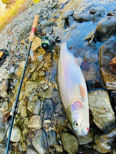 ニジマスの釣果