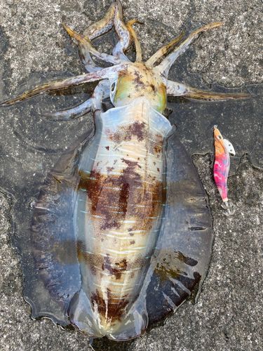 アオリイカの釣果