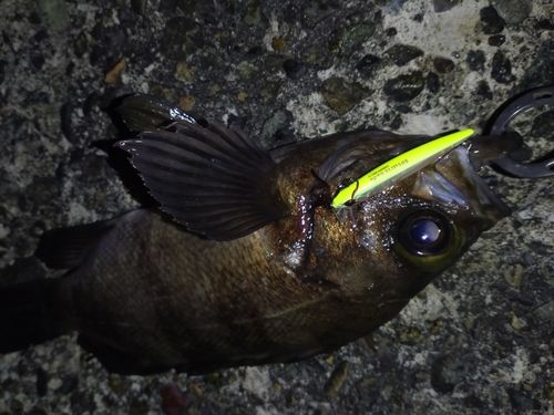 メバルの釣果