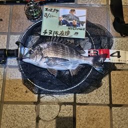 チヌ