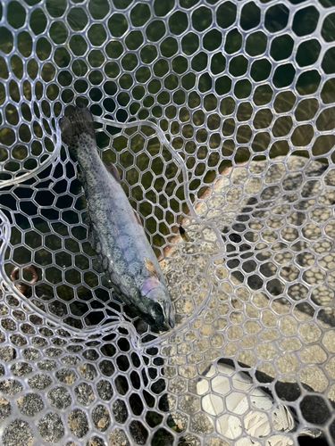 ニジマスの釣果