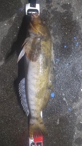 アイナメの釣果