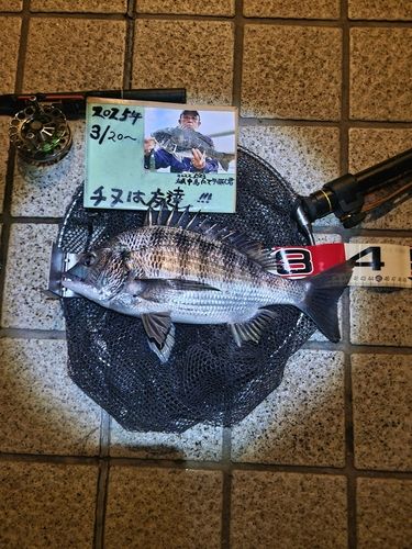 チヌの釣果