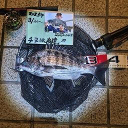 チヌ