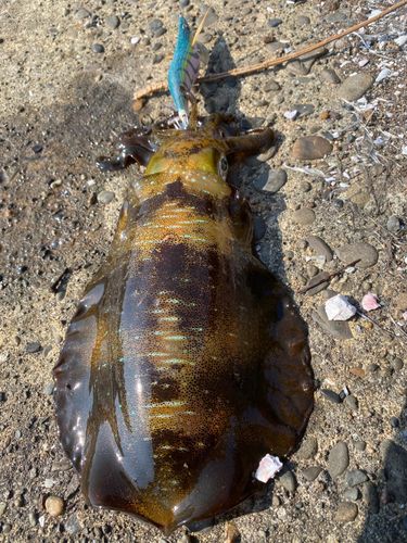 アオリイカの釣果