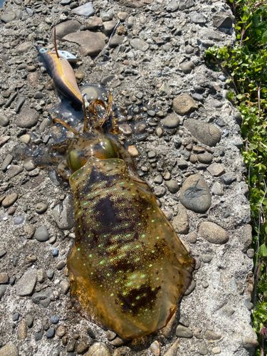 アオリイカの釣果