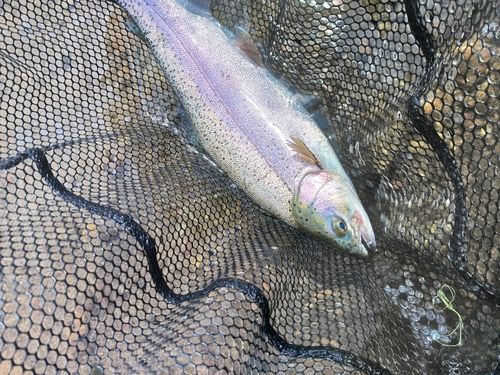 ニジマスの釣果