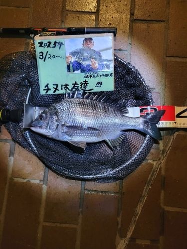 チヌの釣果