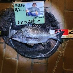 チヌ