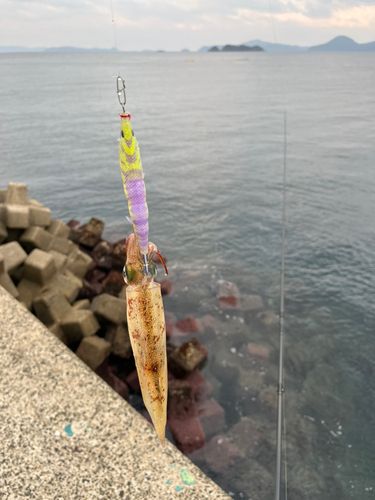 ササイカの釣果