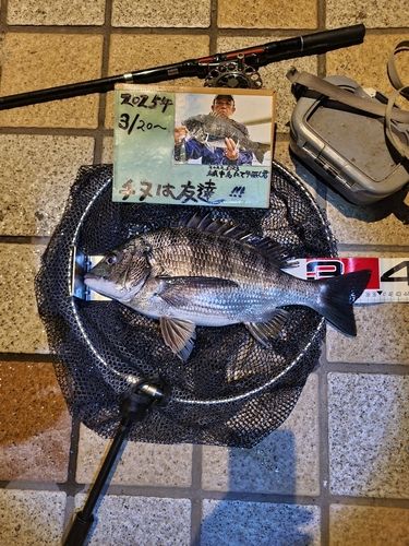 チヌの釣果