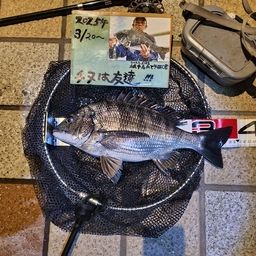 チヌ
