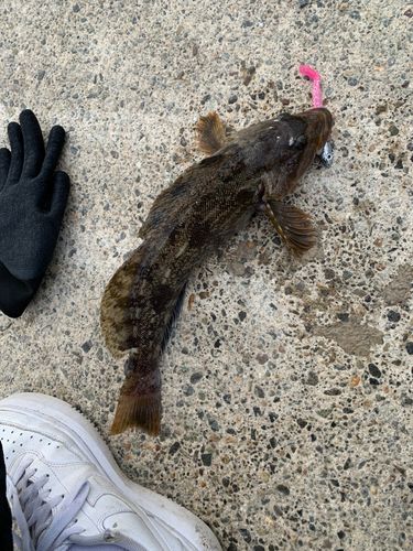 アイナメの釣果