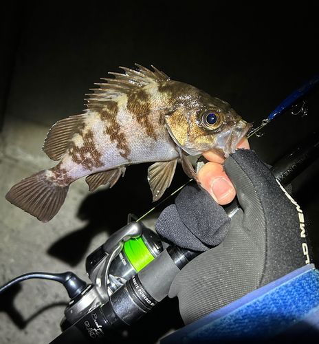 メバルの釣果