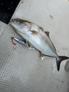 ネリゴの釣果