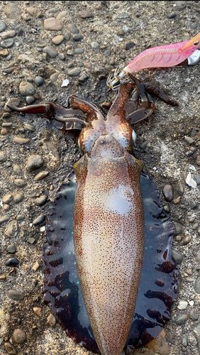 アオリイカの釣果