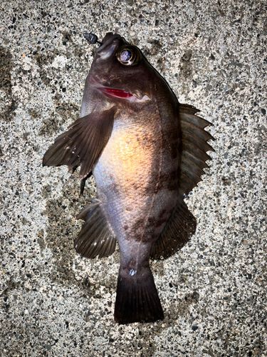 メバルの釣果
