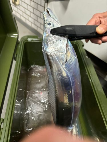 タチウオの釣果