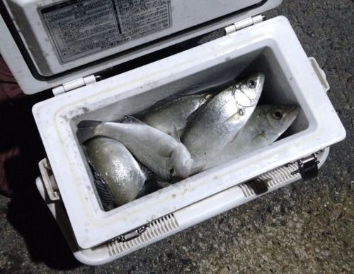 釣果