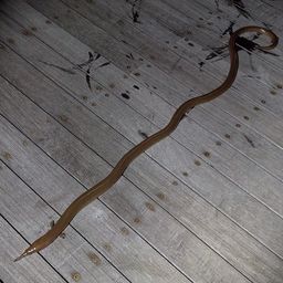 ダイナンウミヘビ