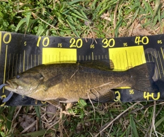 スモールマウスバスの釣果