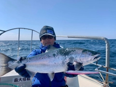 サクラマスの釣果