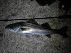 スズキの釣果