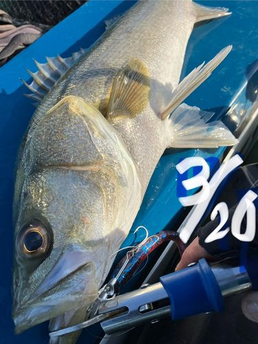 マルスズキの釣果