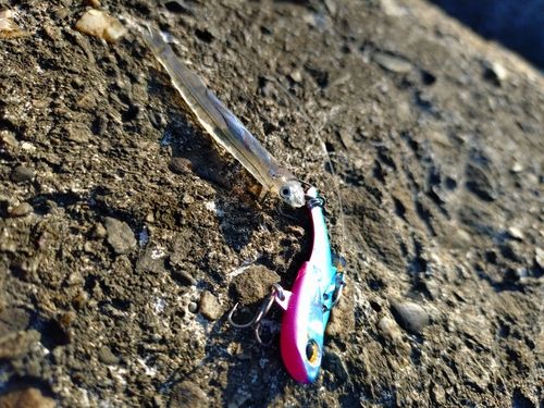 カタクチイワシの釣果