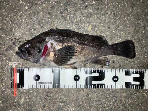 ソイの釣果