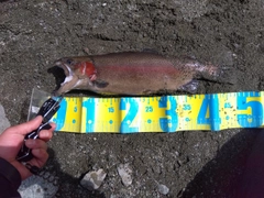 ドナルドソンの釣果